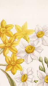 Amity Katharine Libby - 'Prosecco' Paper Multifloret Daffodils