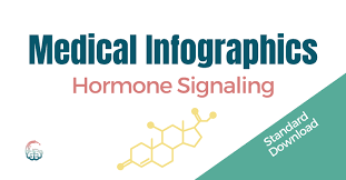 Dr. Lara Salyer - Hormone Signaling Medical Infographics - Premium