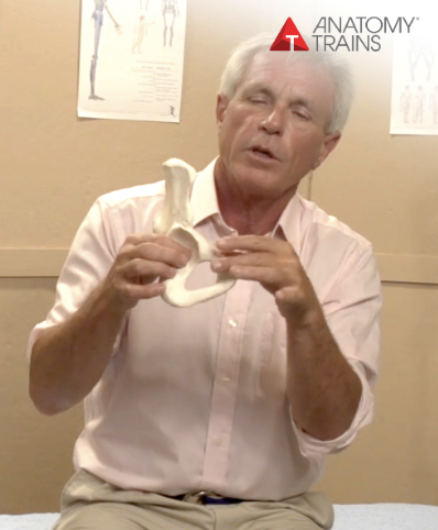 Tom Myers - Balancing the Pelvis Video & Quiz