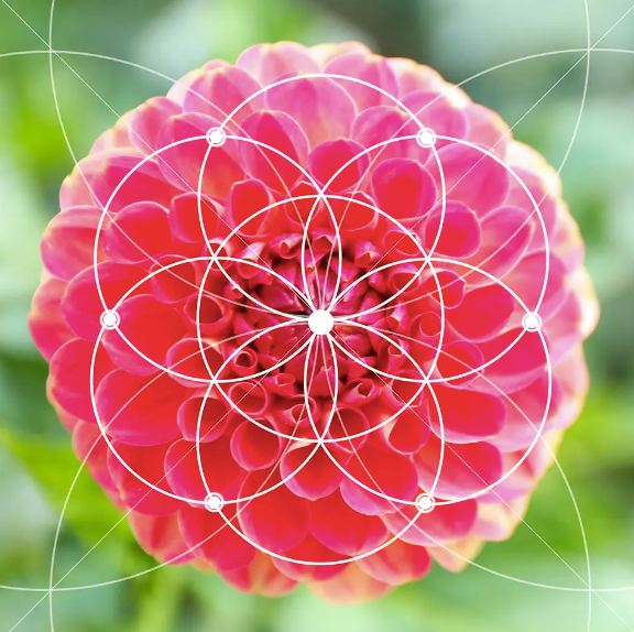 Centre of Excellence - Fibonacci Numbers and the Golden Ratio Diploma Course