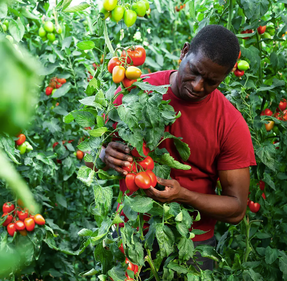 Centre of Excellence - Horticulture Diploma Course