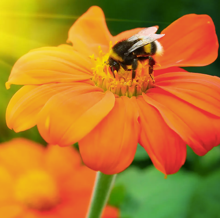 Centre of Excellence - Natural Beekeeping Diploma Course