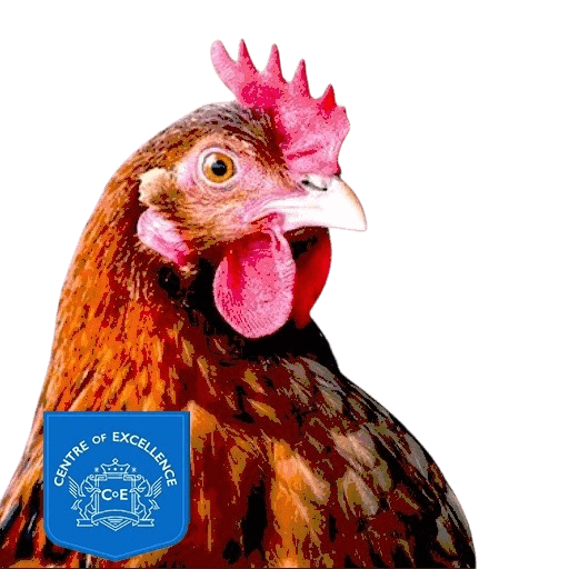 Centre of Excellence - Chicken Keeping Diploma Course