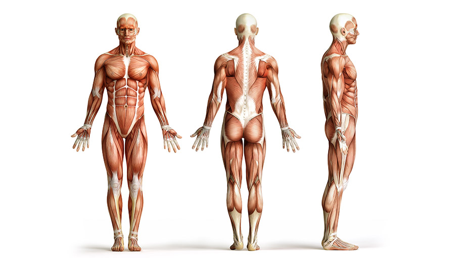 Nadezhda Basyubina - The formula of a healthy body. Osteopathic self-correction techniques