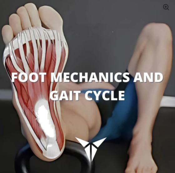 Foot Mechanics and Gait Cycle