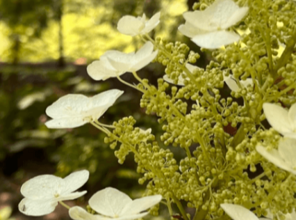 Michael David Golzmane - 5-Day Rain of Money Blessings Intensive (5 Clearings)